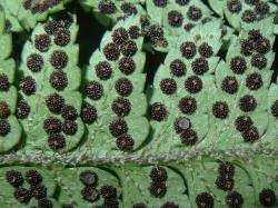 Polystichum wawranum. Abaxial surface of fertile frond showing mature sori protected by concolorous, round, peltate indusia.
 Image: L.R. Perrie © Leon Perrie CC BY-NC 3.0 NZ